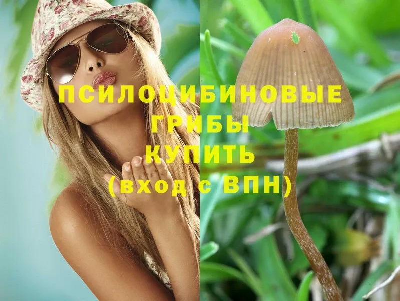 Галлюциногенные грибы Psilocybine cubensis  Великий Устюг 